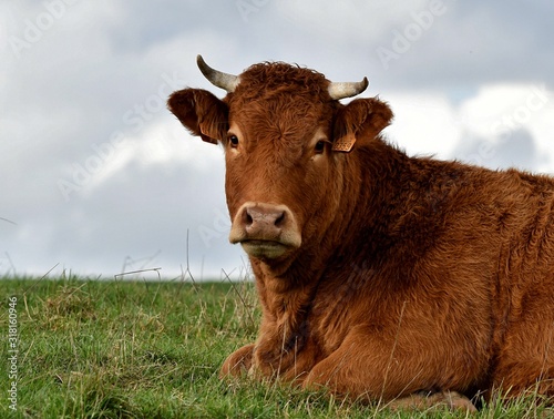 limousin cow in a field