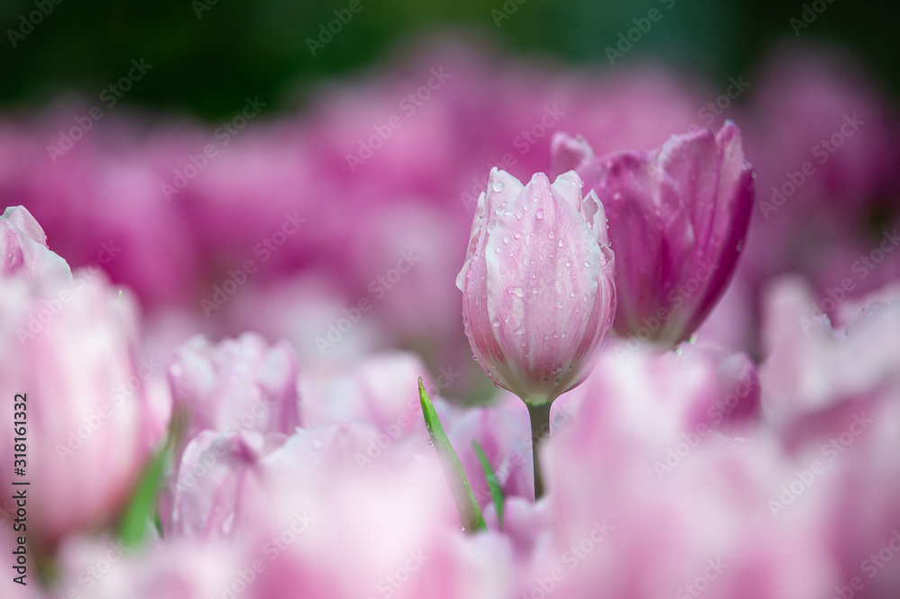 Beautiful sweet pink tulips in the garden and blurred background during spring season