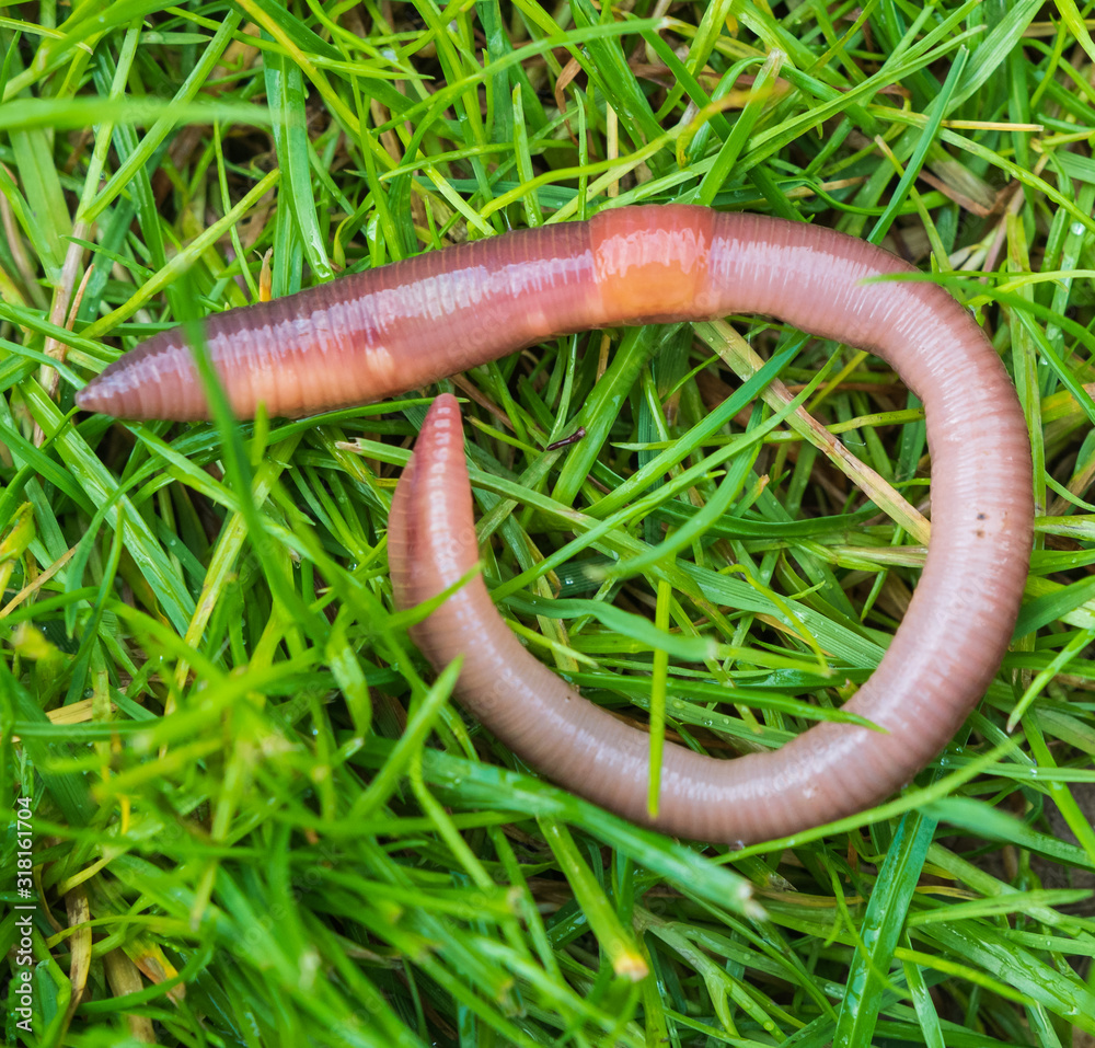 Regenwurm im Garten im grünen Rasen Stock Photo Adobe Stock