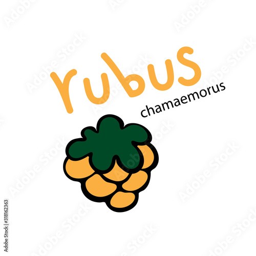 Cloudberry icon with latin name - Rubus chamaemorus. Vector illustration.