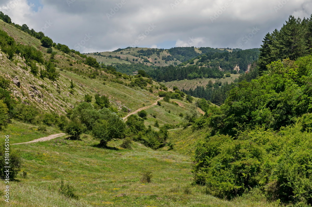 Beautiful coniferous and deciduous  forest, fresh glade with different grass and dirt road in Balkan mountain, near Zhelyava village, Sofia region, Bulgaria