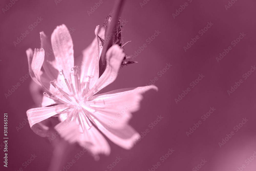 Chicory flower on the summer glade lit by bright sun close up. Pink color toned Chicory flower on the summer glade lit by bright sun close up. Pink color toned