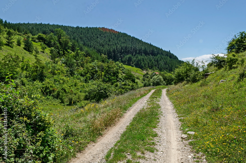 Beautiful coniferous and deciduous  forest, fresh glade with different grass and dirt road in Balkan mountain, near Zhelyava village, Sofia region, Bulgaria