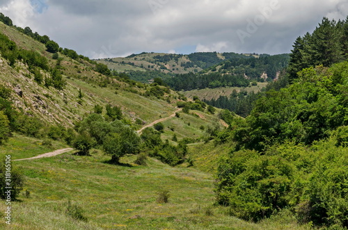 Beautiful coniferous and deciduous forest, fresh glade with different grass and dirt road in Balkan mountain, near Zhelyava village, Sofia region, Bulgaria