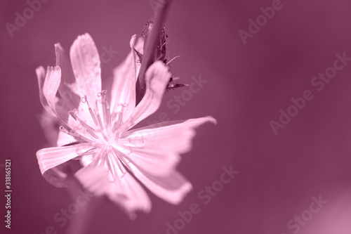 Chicory flower on the summer glade lit by bright sun close up. Pink color toned