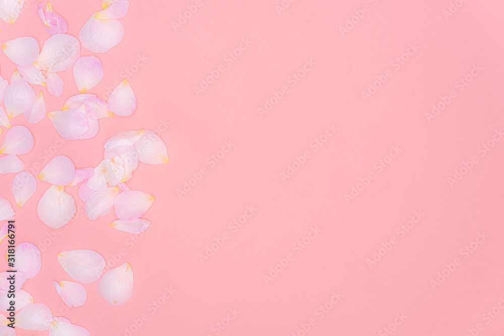 Rose petals isolated on pink background.