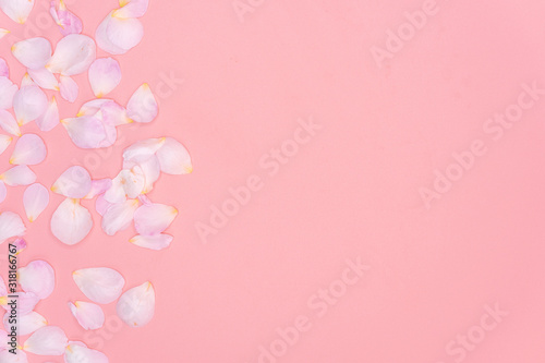 Fototapeta Naklejka Na Ścianę i Meble -  Rose petals isolated on pink background.