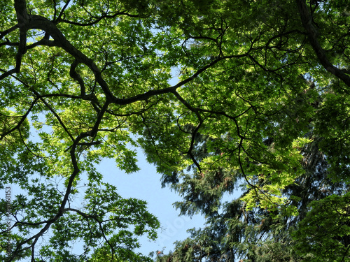 新緑の鎮守の森