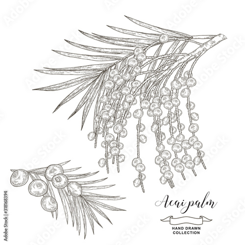 Acai palm branch with berries isolated on white background. Acai berries hand drawn. Vector illustration. Detailed sketch style.