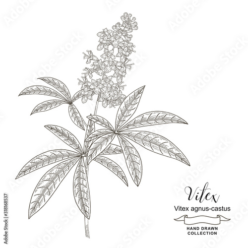 Quadro su tela Vitex agnus-castus, vitex, chaste tree branch with flowers and leaves