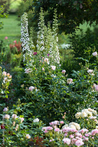 Delphinium White with a dark bee-growing chart