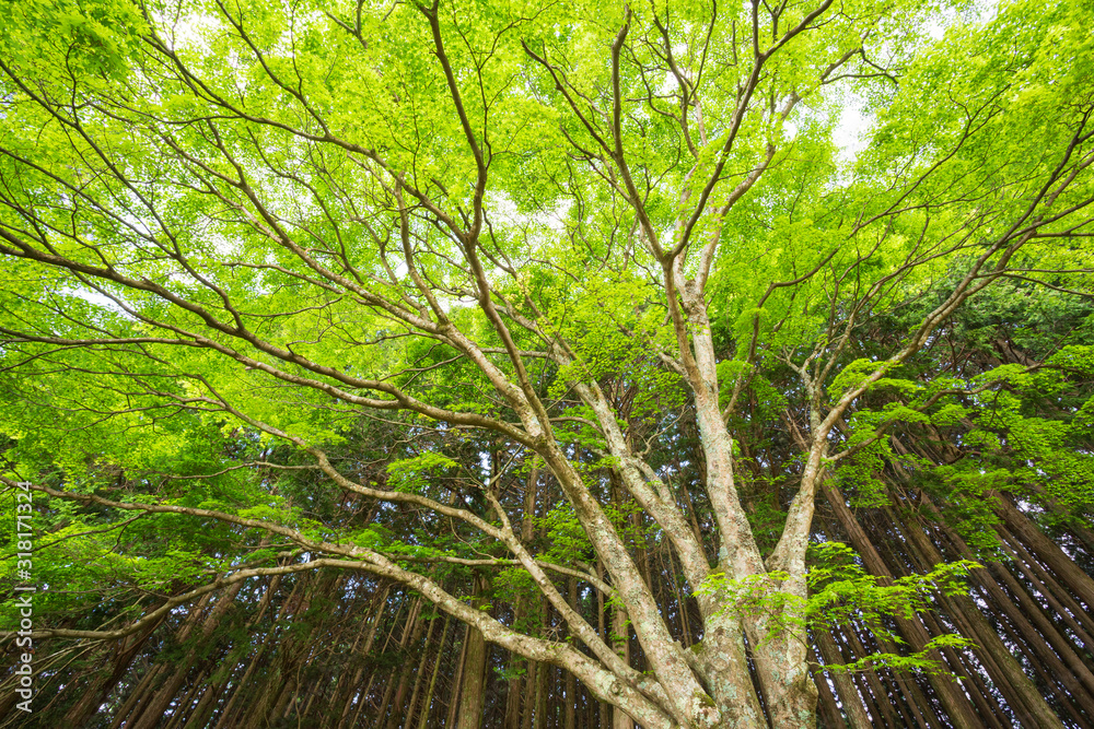 Obraz premium 大木の紅葉