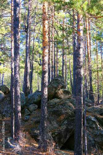 forest in autumn
