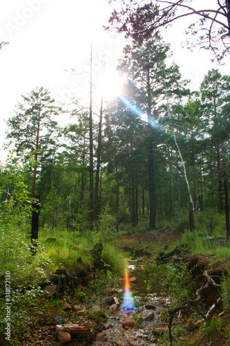 man in the forest