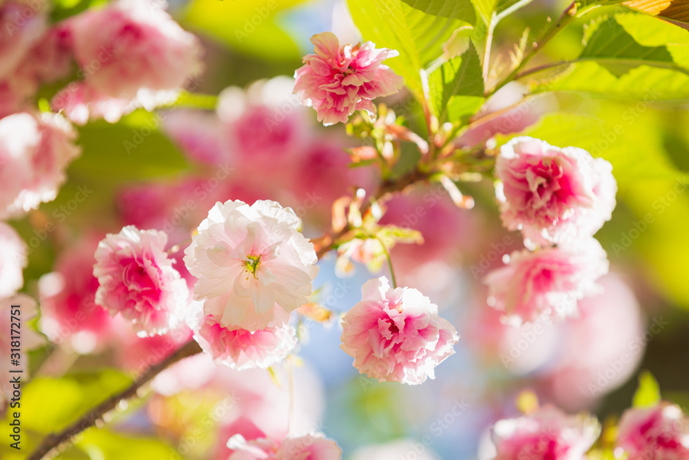 Fototapeta premium ナラノヤエザクラ