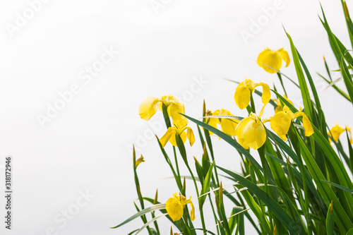 Wallpaper Mural 黄菖蒲の花 Torontodigital.ca