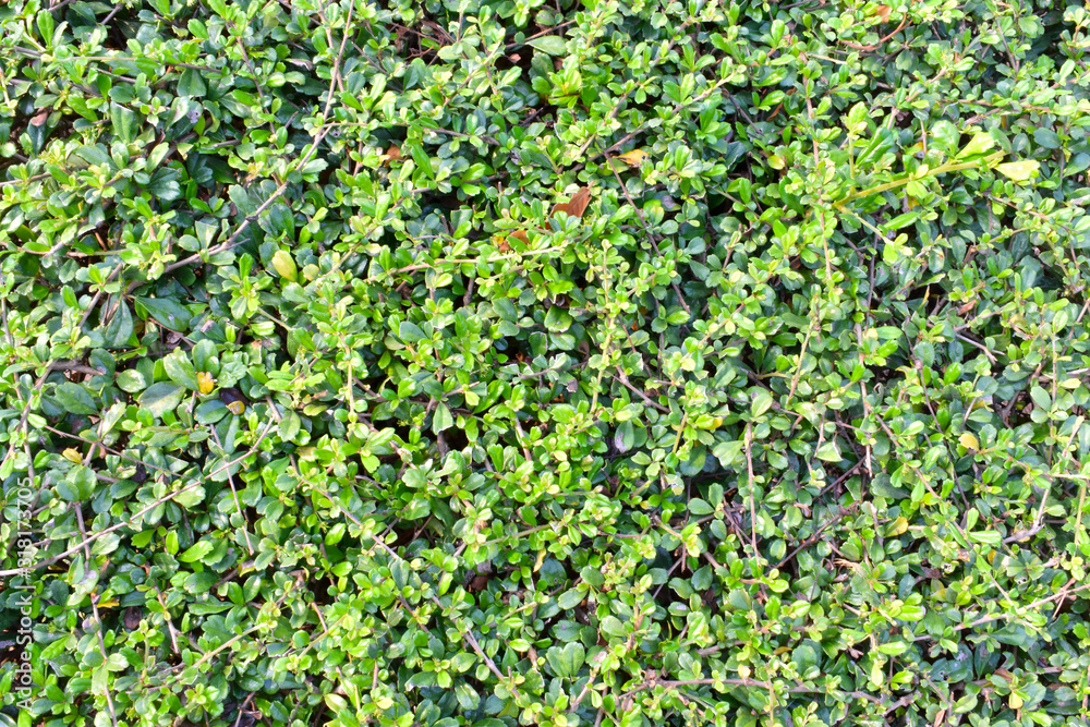 background of green leaves background of green leaves