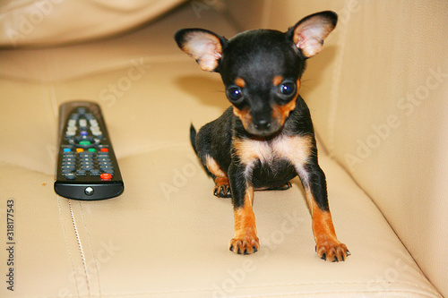 dog toy Terrier