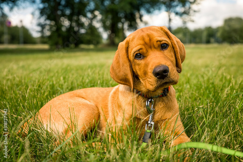 Pure Bred Pedigree Red Fox Retriever Puppy Sat In A Green Field