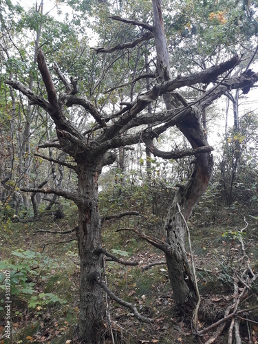 tree in park