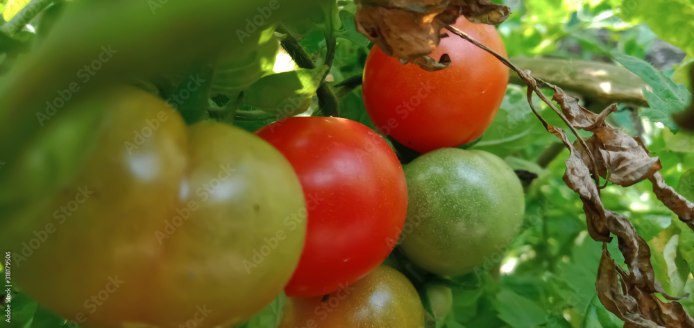 red tomatoes in the farm