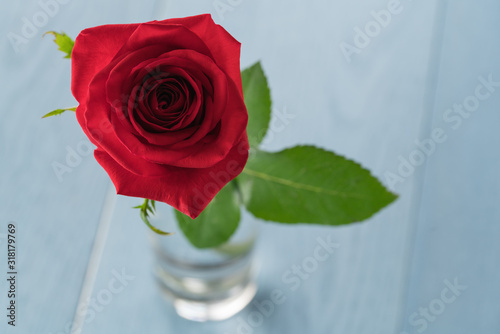 Single red rose in glass on blue wood table