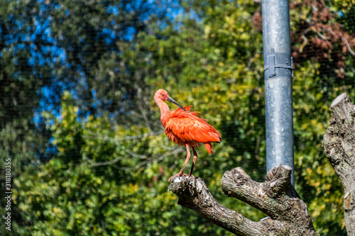 Ibis rouge.