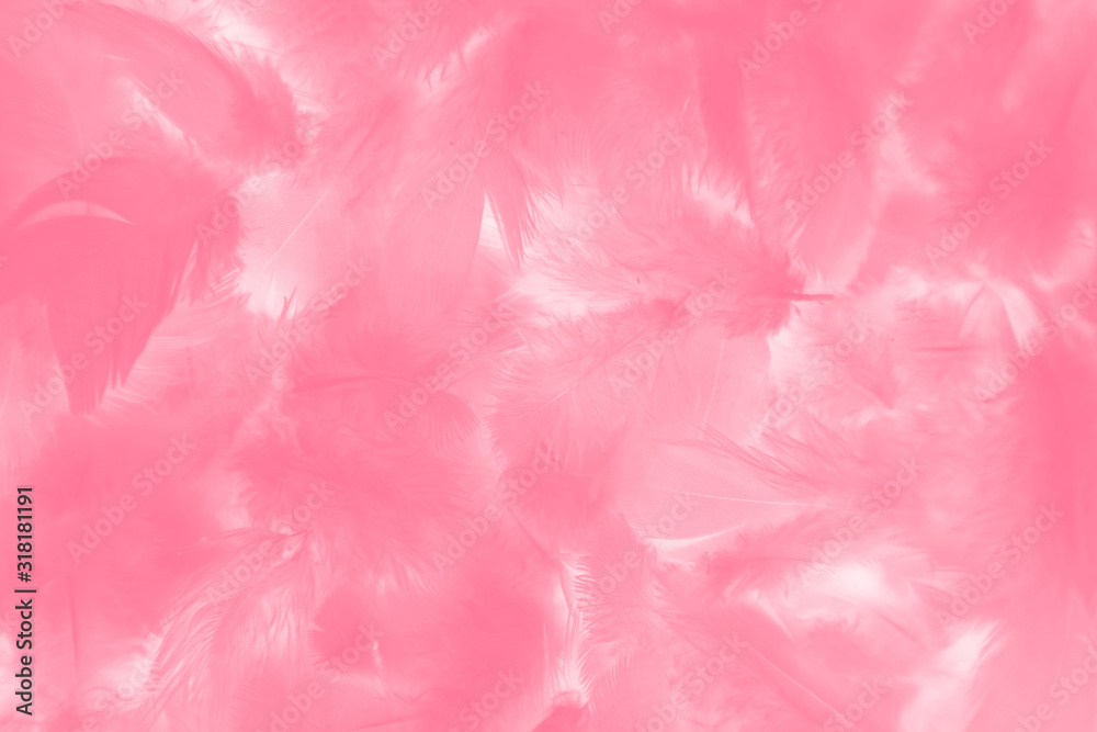 eautiful abstract colorful red and pink feathers on white background and soft white feather texture on white pattern and light pink background valentine day eautiful abstract colorful red and pink feathers on white background and soft white feather texture on white pattern and light pink background valentine day