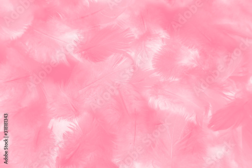 eautiful abstract colorful red and pink feathers on white background and soft white feather texture on white pattern and light pink background valentine day