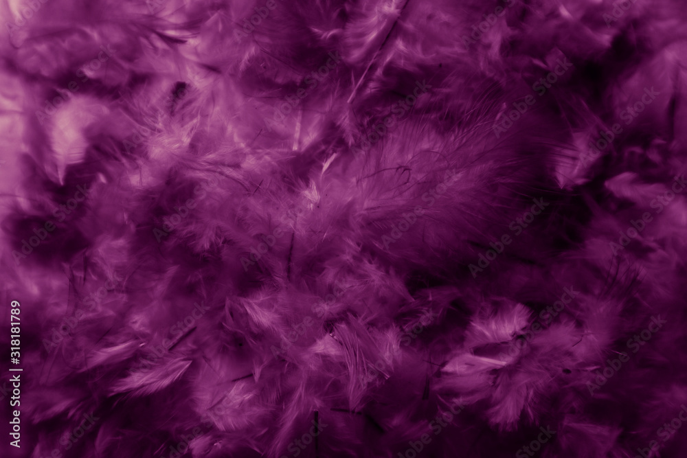 Beautiful abstract colorful black and purple feathers on black background and soft white pink feather texture on dark pattern and light blue background, colorful feather, purple banners