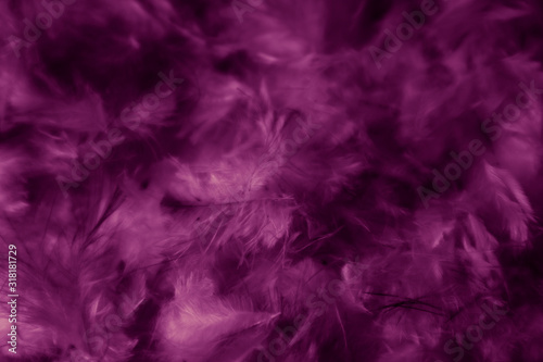 Beautiful abstract colorful black and purple feathers on black background and soft white pink feather texture on dark pattern and light blue background  colorful feather  purple banners