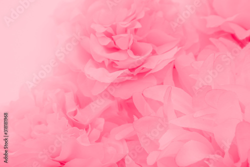 Beautiful abstract color orange purple and pink flowers on white background and white flower frame and pink leaves texture  light pink background  colorful pink banner happy valentine