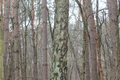  birch in a pine forest
