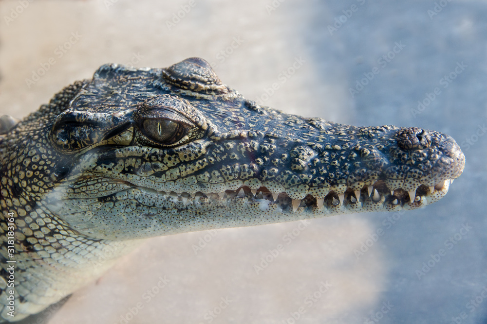 Fototapeta premium Saltwater Crocodile