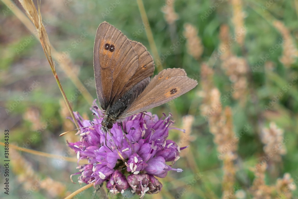 Fototapeta premium butterfly on flower