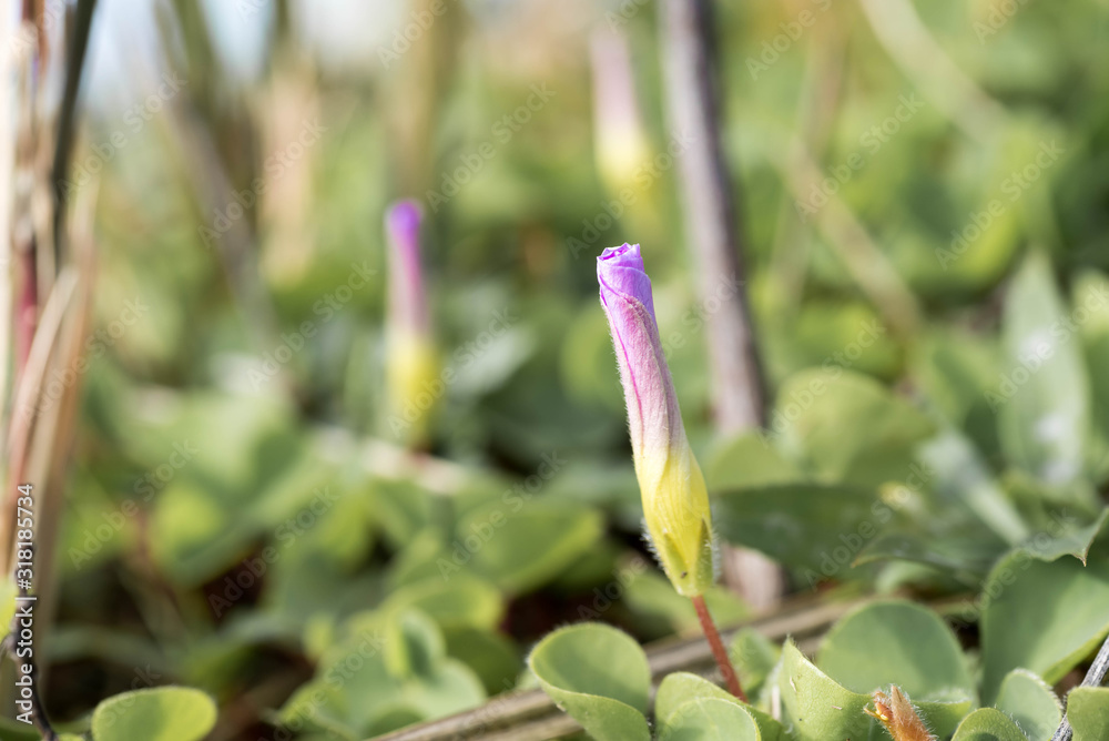Small tiny purple pink flower bud about to bloom. Small tiny purple pink flower bud about to bloom.