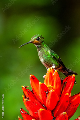 Amazilia decora, Charming Hummingbird, bird feeding sweet nectar from flower pink bloom. Hummingbird behaviour in tropic forest, nature habitat in Corcovado NP, Costa Rica. Two bird in fly, wildlife.