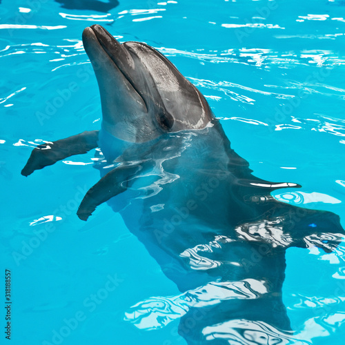 A dolphin looking up