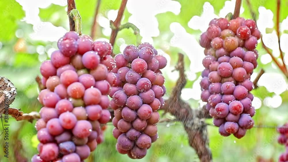 Close-up of ripe grapes in a vineyard Close-up of ripe grapes in a vineyard