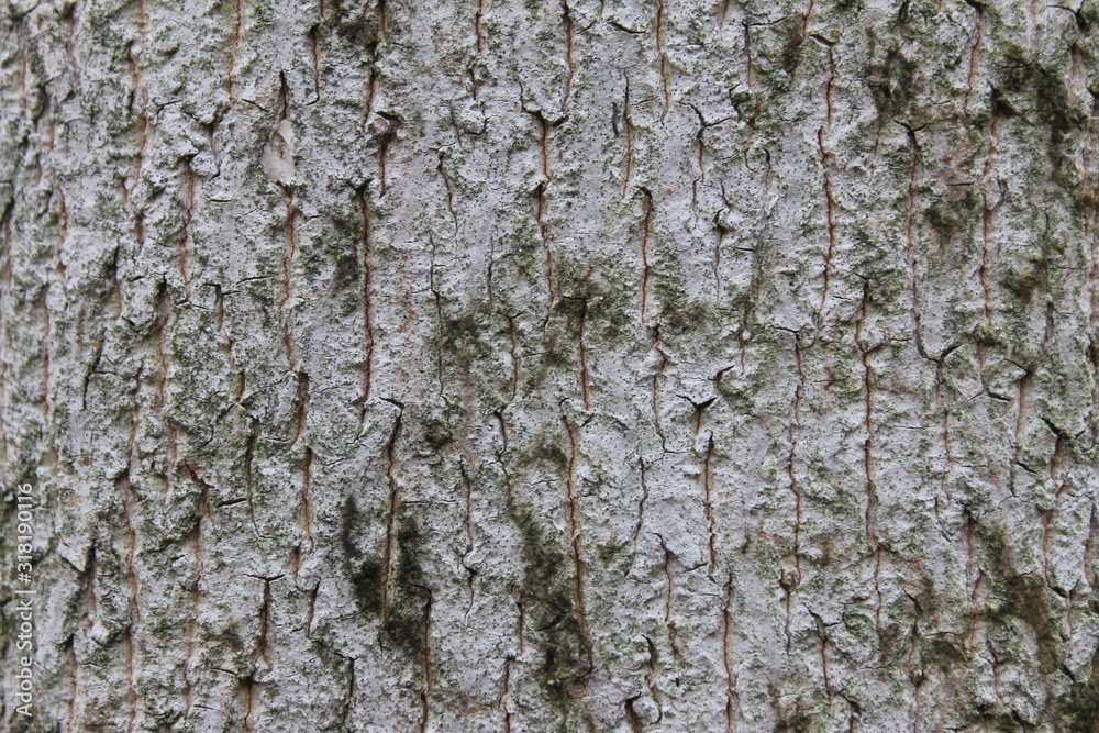 bark of a tree bark of a tree