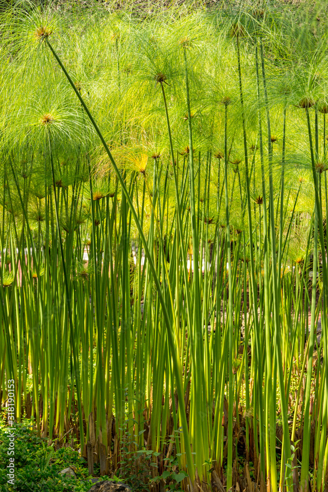 Obraz premium Papyrus, Tropical Bog Plant in Chapultepec park Mexico City