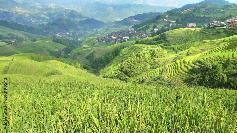 Pan shot of green paddies; beautiful terrace scenery Pan shot of green paddies; beautiful terrace scenery