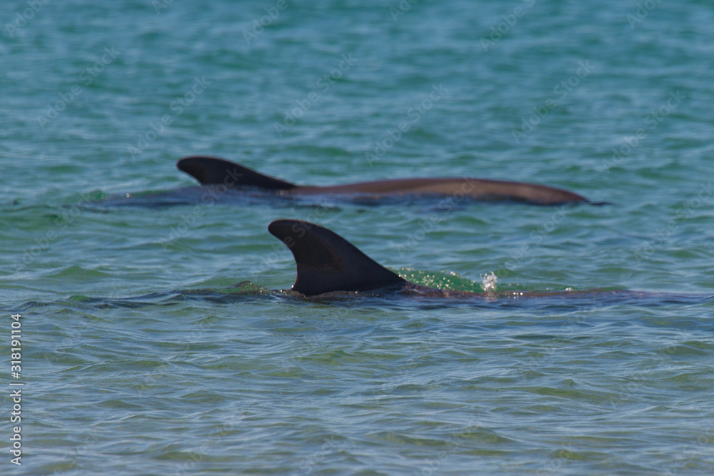 Fototapeta premium Wild dolphin play in water