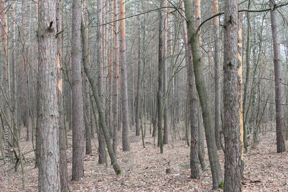 Naklejka premium forest