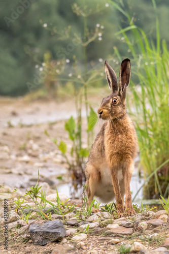 European Hare/ The Brown Hare (Lepus europaeus) at the water side in the Netherlands.