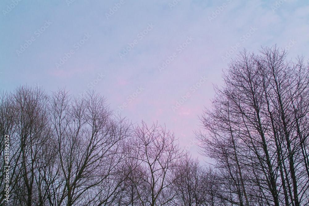 Bare tree branches against the violet sky. Winter background Bare tree branches against the violet sky. Winter background