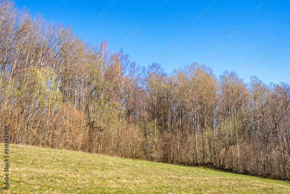 Fototapeta premium Lush tree grove by a field in springtime