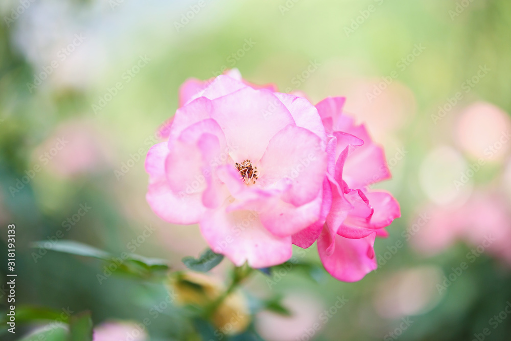 Beautiful pink roses flower in the garden