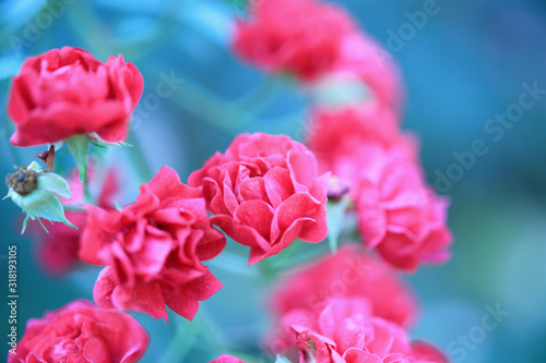 Beautiful red roses flower in the garden