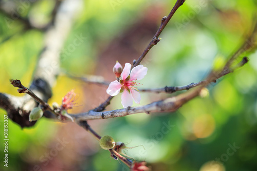 chinese plum flower blossom close up